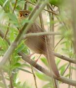 Common Grasshopper Warbler