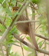 Common Grasshopper Warbler