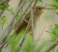 Common Grasshopper Warbler