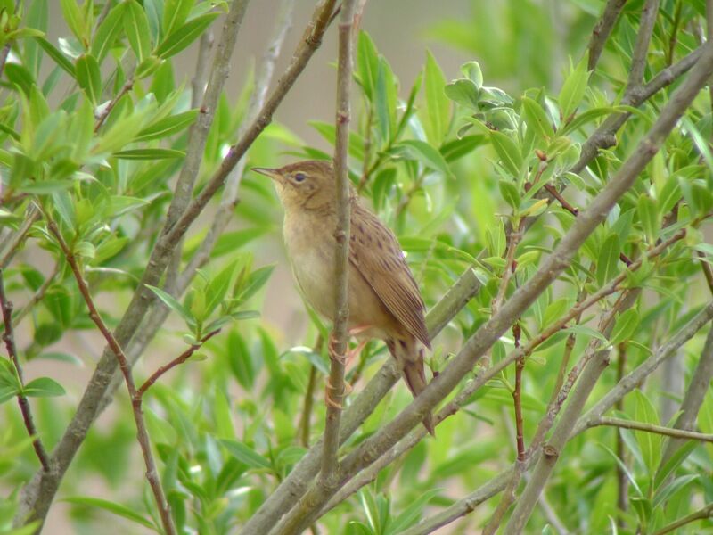 Common Grasshopper Warbler male adult breeding