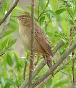 Common Grasshopper Warbler