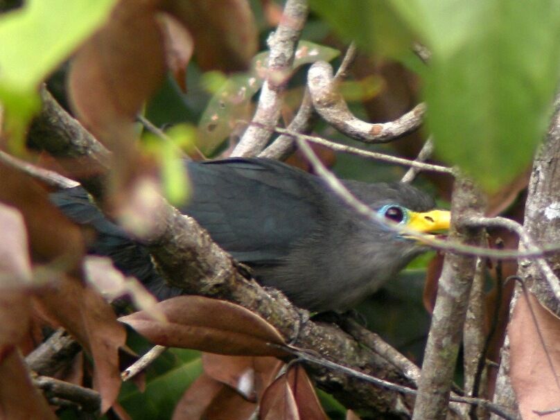 Malcoha à bec jauneadulte, identification