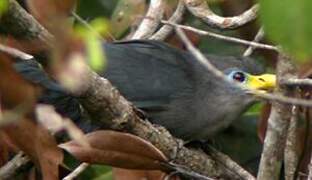 Blue Malkoha