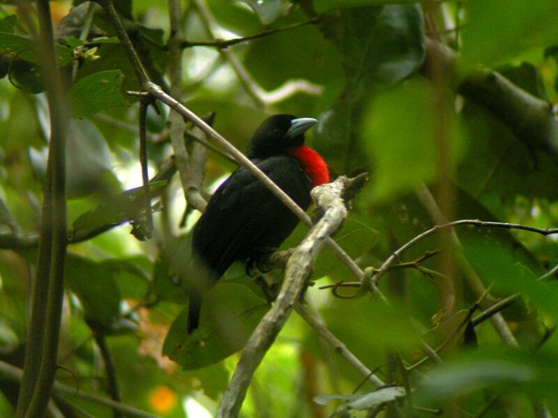 Blue-billed Malimbe male adult breeding