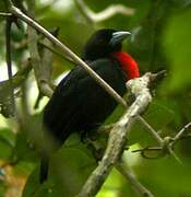 Blue-billed Malimbe