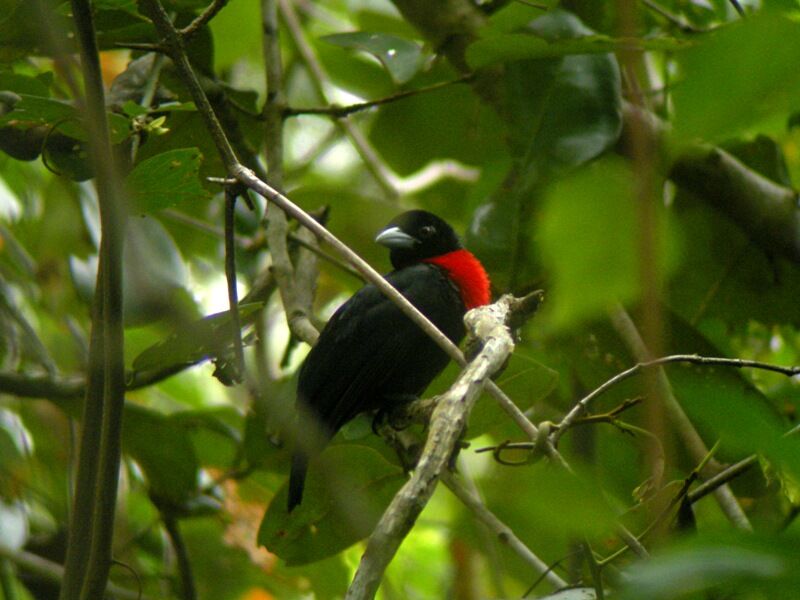 Blue-billed Malimbe male adult breeding, identification, song