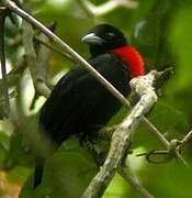 Blue-billed Malimbe