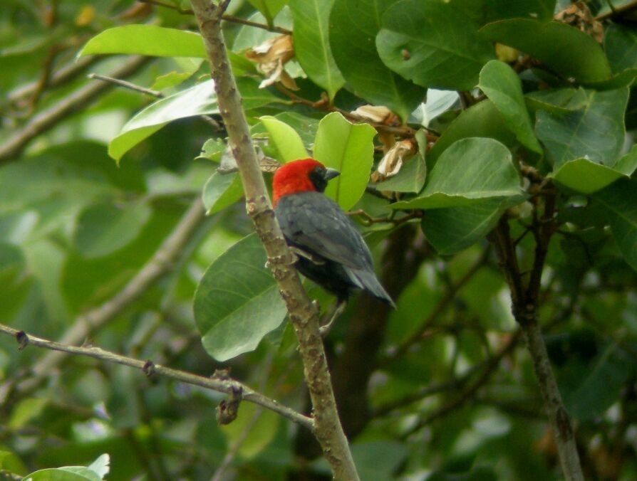 Cassin's Malimbe male adult