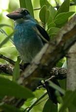 Martin-chasseur à poitrine bleue