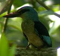 Blue-breasted Kingfisher