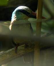 Martin-chasseur à poitrine bleue