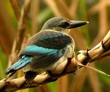 Woodland Kingfisher