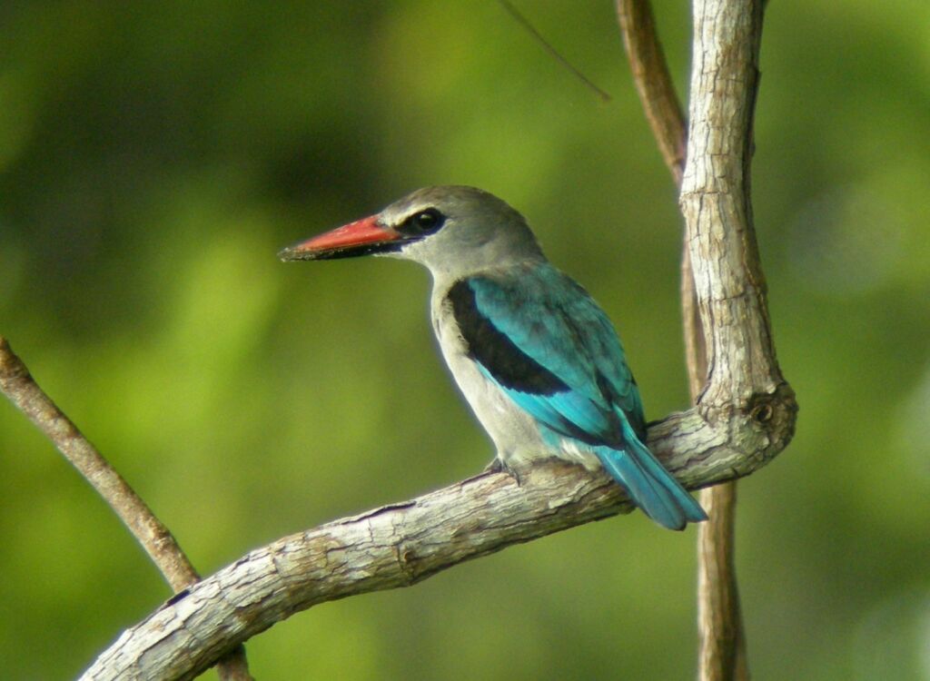 Woodland Kingfisher