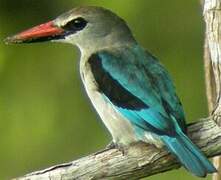 Woodland Kingfisher