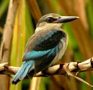 Woodland Kingfisher