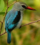 Woodland Kingfisher