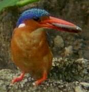 Malachite Kingfisher