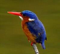 Malachite Kingfisher