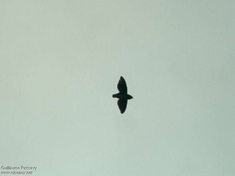 Cassin's Spinetail, Flight