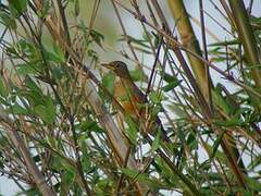 Brown-headed Thrush