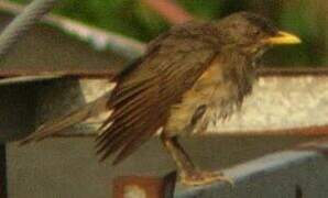 African Thrush