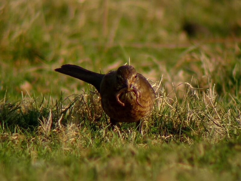 Common Blackbird female adult breeding, feeding habits, Behaviour