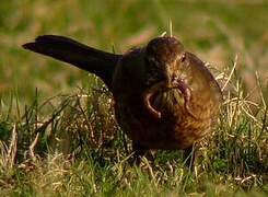 Common Blackbird