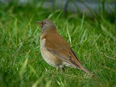 Pale Thrush