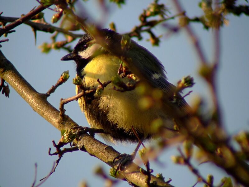 Mésange charbonnière mâle adulte nuptial