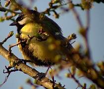 Mésange charbonnière