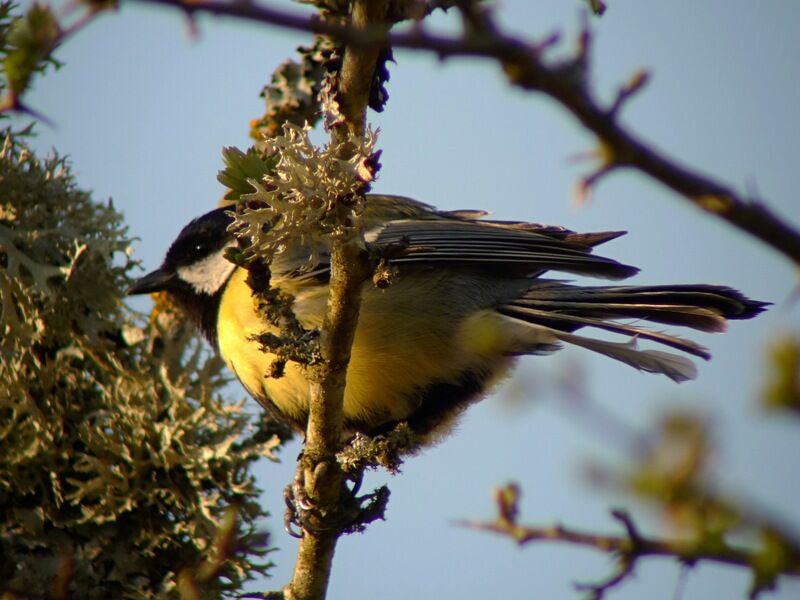 Great Tit male adult breeding