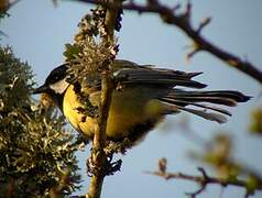 Mésange charbonnière