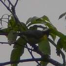 Mésange de Taïwan