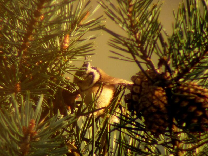 Crested Titadult breeding, feeding habits