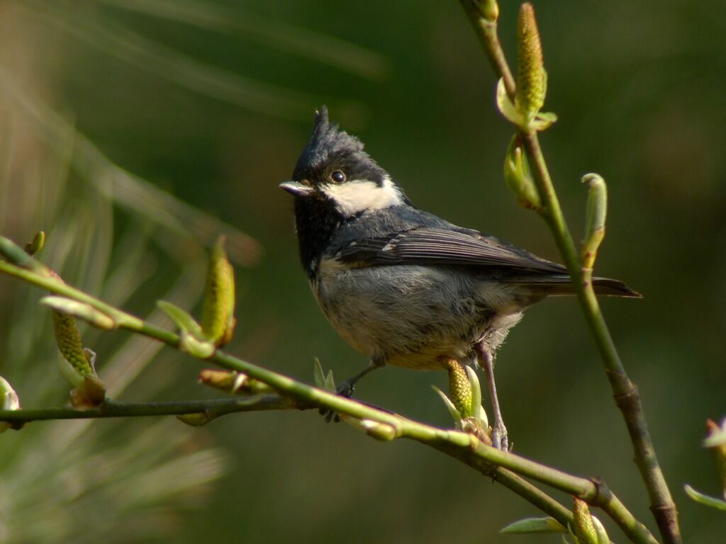 Mésange noireadulte, identification