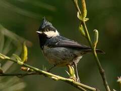 Coal Tit