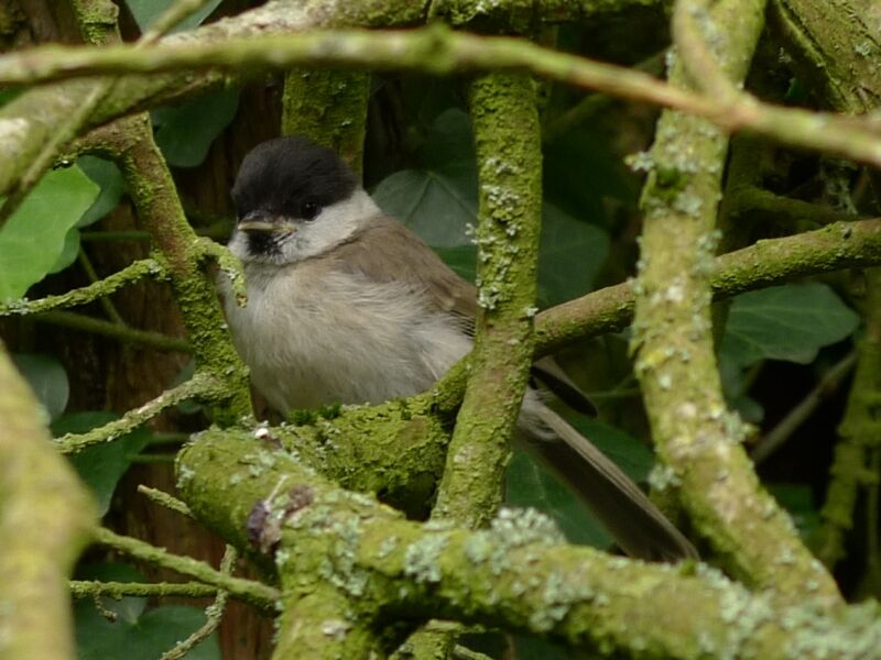 Mésange nonnette1ère année