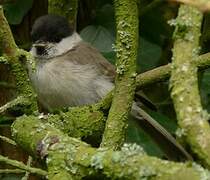 Marsh Tit