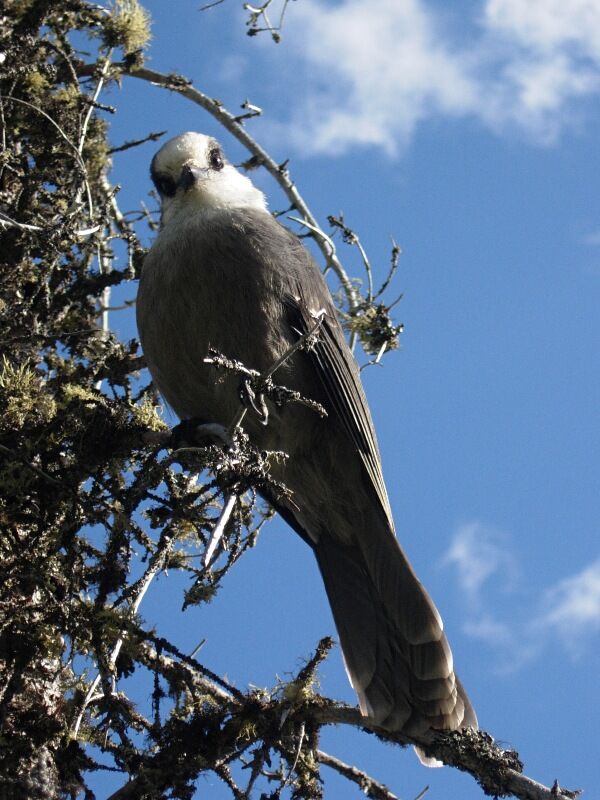 Canada Jayadult