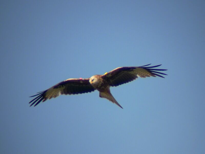 Red Kiteadult, Flight