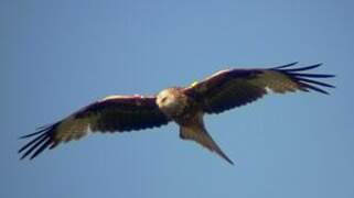 Red Kite