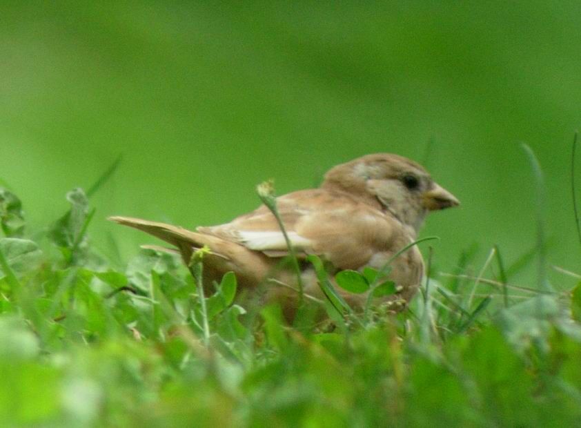 Moineau domestique