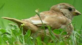 Moineau domestique