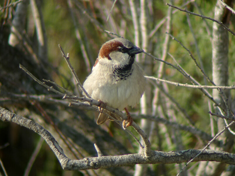 Moineau domestique mâle adulte nuptial