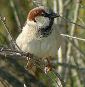 House Sparrow