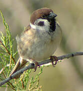 Eurasian Tree Sparrow