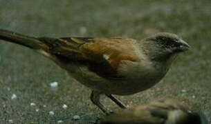 Moineau gris