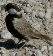 Grey-backed Sparrow-Lark
