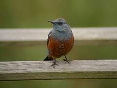 Blue Rock Thrush