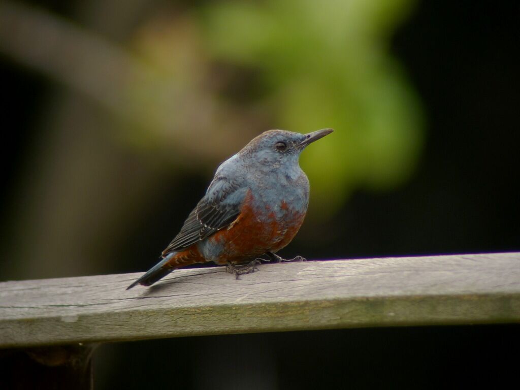 Blue Rock Thrush male adult